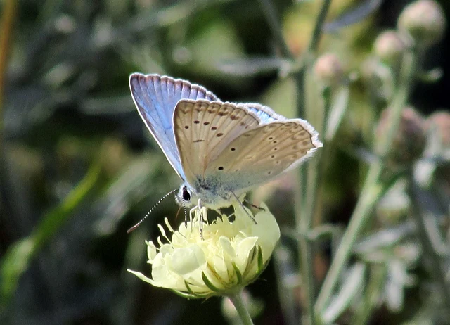 Polyommatus daphnis - csipkés boglárka