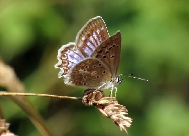Polyommatus daphnis - csipkés boglárka