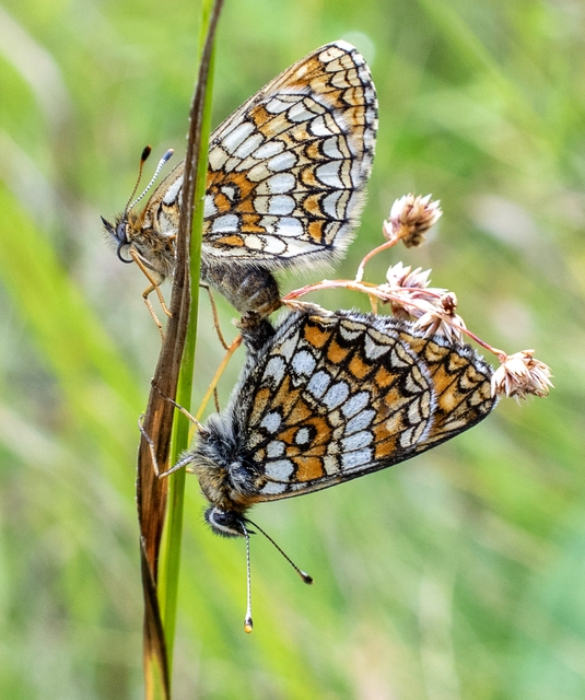 Melitaea aurelia - recés tarkalepke