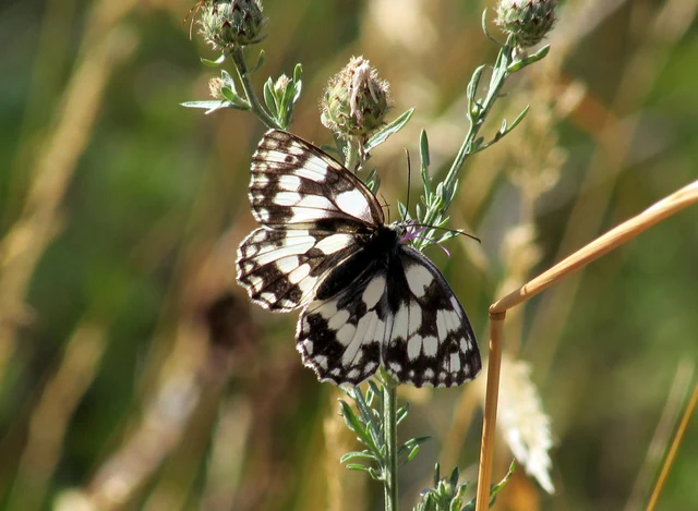 Melanargia galathea - sakktáblalepke