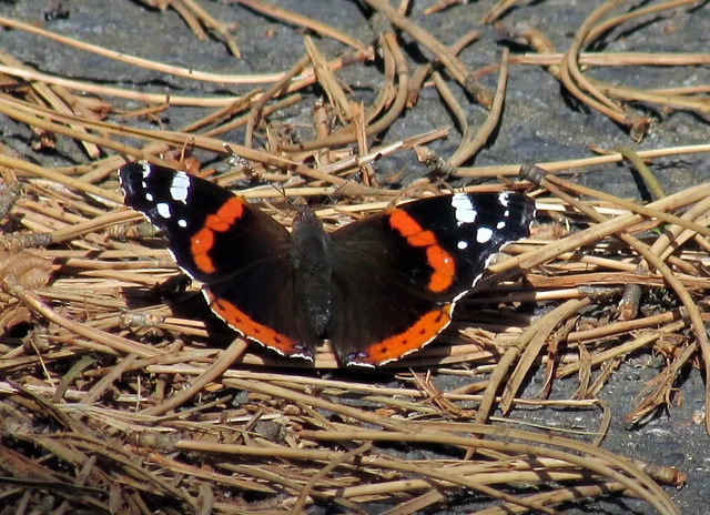 Vanessa atalanta - atalantalepke