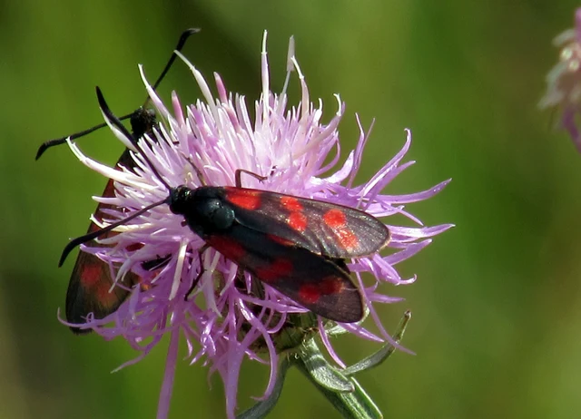 Zygaena filipendulae - acélszínű csüngőlepke