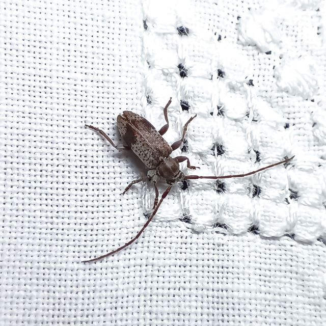 Exocentrus punctipennis - szilfa-rőzsecincér
