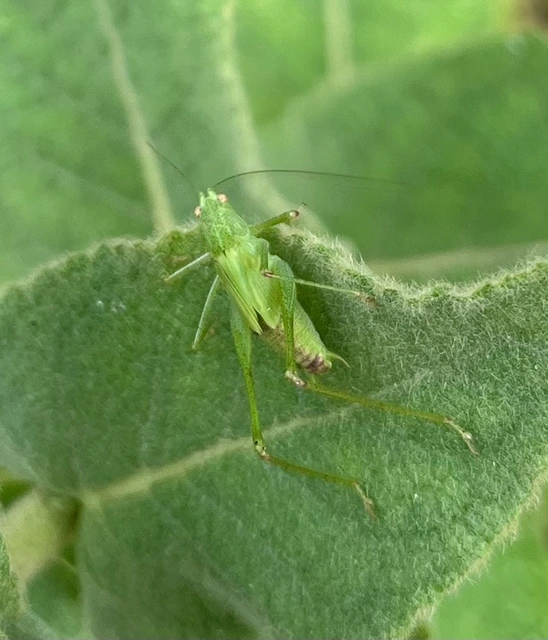 Phaneroptera