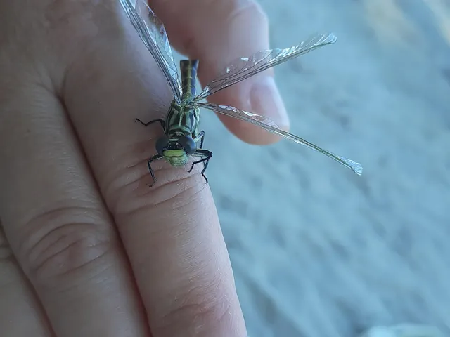 Gomphus flavipes - sárgalábú folyami-szitakötő Gomphus flavipes - sárgalábú folyami-szitakötő