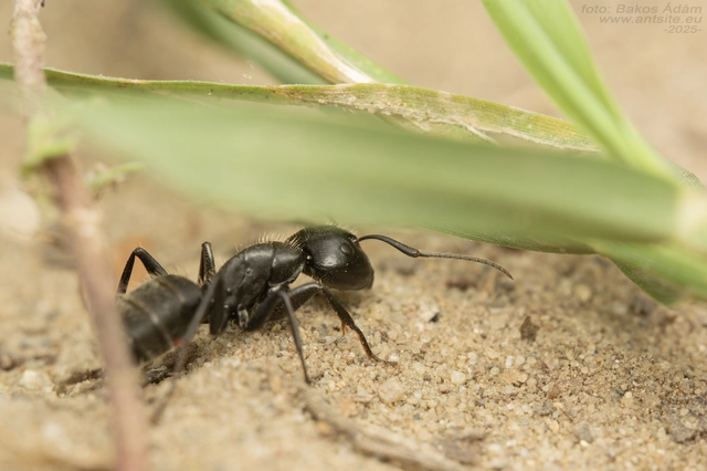 Camponotus vagus - fekete lóhangya