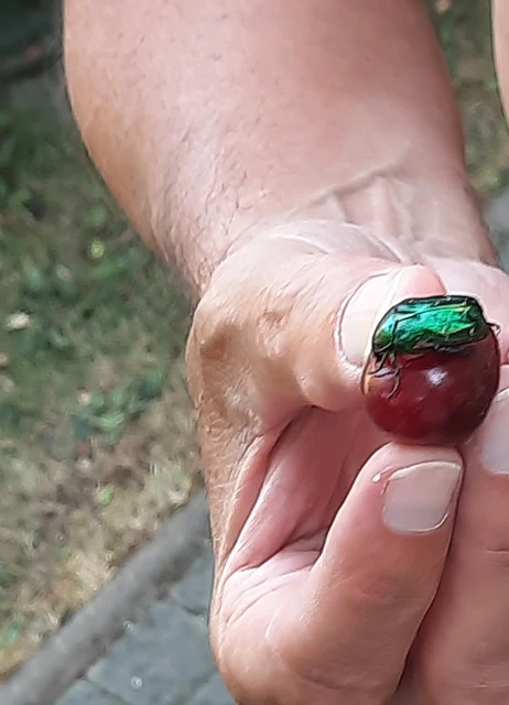 Cetonia aurata - aranyos virágbogár