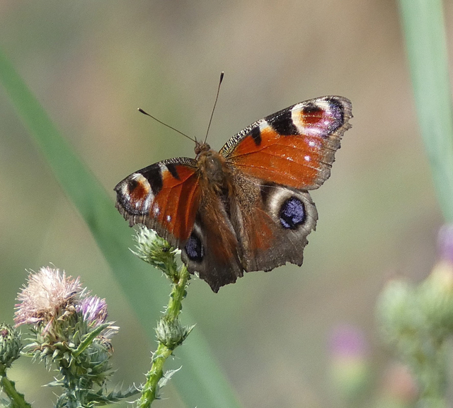 Nymphalis io - nappali pávaszem