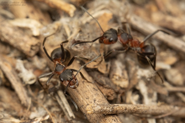 Formica pratensis - réti vöröshangya