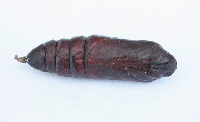 Sphinx ligustri - fagyalszender