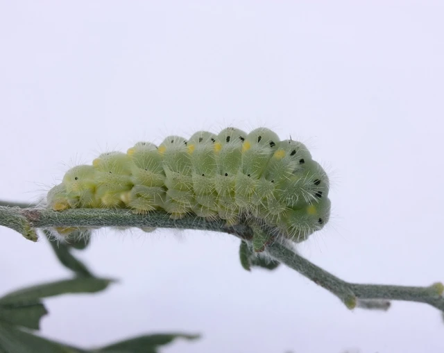 Microlepidoptera - Molylepkék