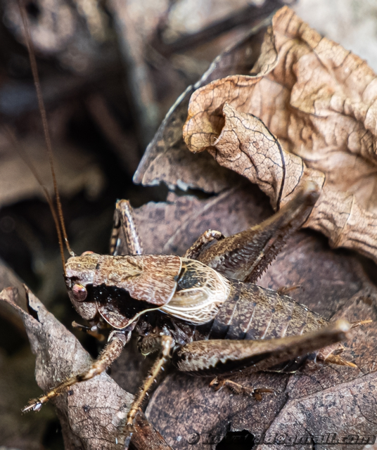 Pholidoptera griseoaptera - szürke avarszöcske