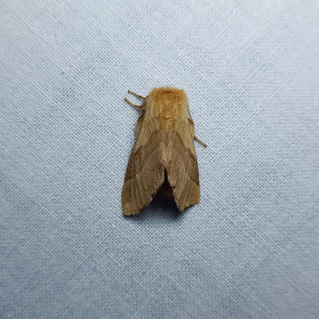 Malacosoma neustria - gyűrűsszövő