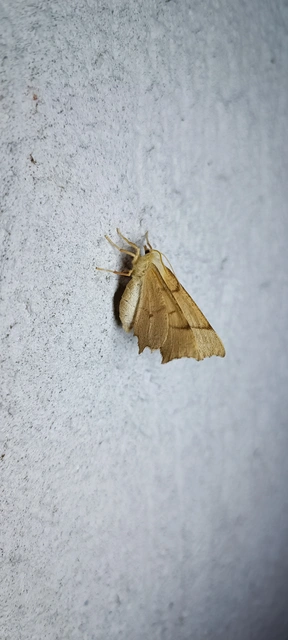 Ennomos erosaria - hársfa-levélaraszoló