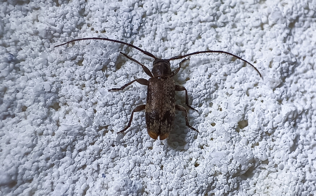Exocentrus adspersus - tölgyfa-rőzsecincér
