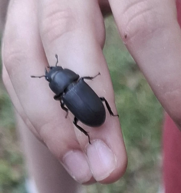 Dorcus parallelipipedus - kis szarvasbogár
