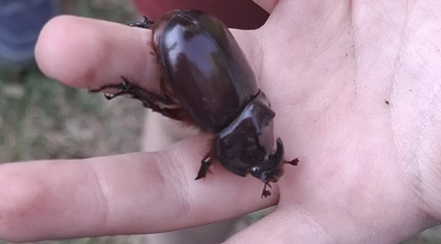 Oryctes nasicornis - orrszarvú bogár