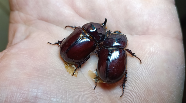 Oryctes nasicornis - orrszarvú bogár