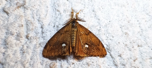Orgyia antiqua - rozsdabarna kisszövő