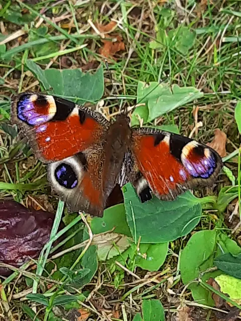 Nymphalis io - nappali pávaszem