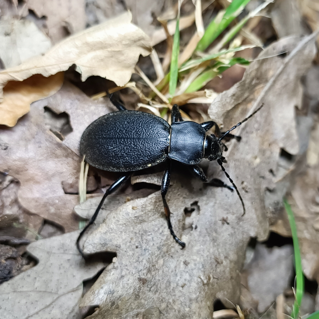 Carabus coriaceus - bőrfutrinka