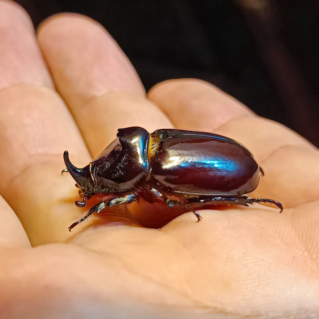 Oryctes nasicornis - orrszarvú bogár