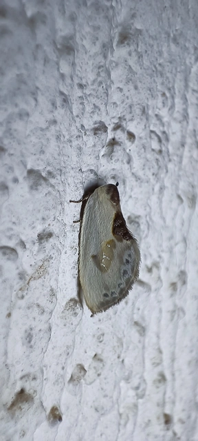 Cilix glaucata - törpe sarlósszövő