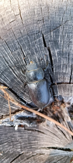 Lucanus cervus - nagy szarvasbogár
