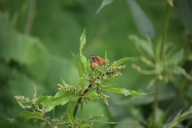 Thymelicus lineola - vonalas busalepke