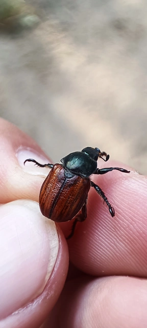 Anisoplia lata - széles szipoly Anisoplia lata - széles szipoly
