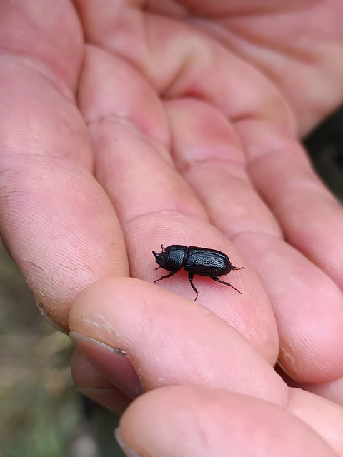 Sinodendron cylindricum - tülkös szarvasbogár