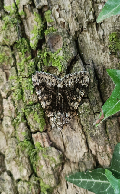 Catocala promissa - kis tölgyfa-övesbagoly