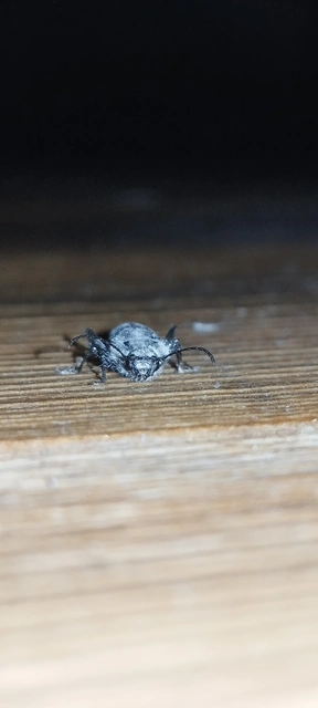 Hylotrupes bajulus - házicincér