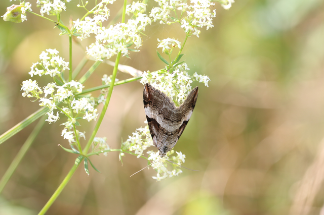 Aplocera praeformata - hegyi csíkosaraszoló