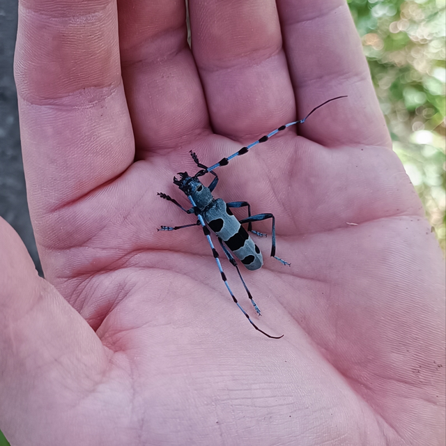Rosalia alpina - havasi cincér
