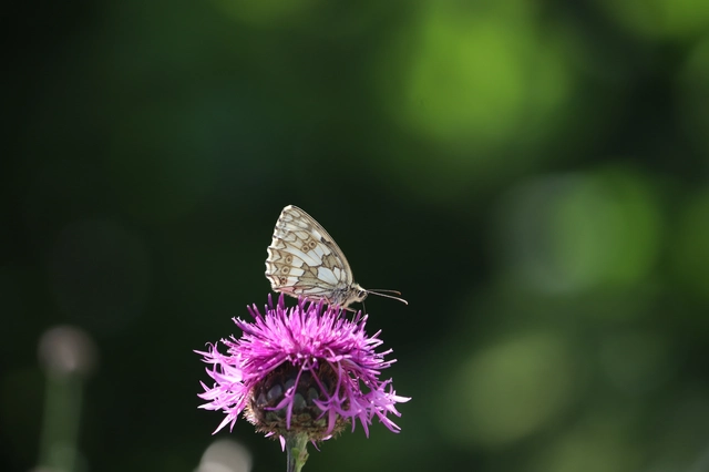 Melanargia galathea - sakktáblalepke