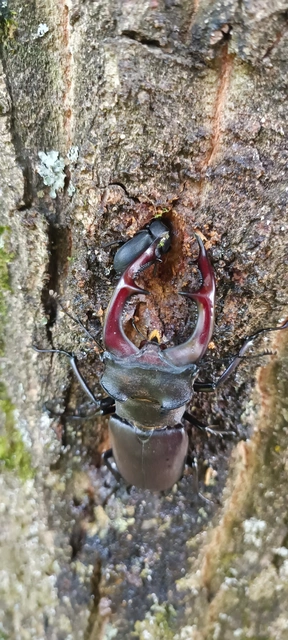 Dorcus parallelipipedus - kis szarvasbogár