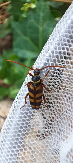 Leptura aurulenta - sárgaszőrű szalagoscincér