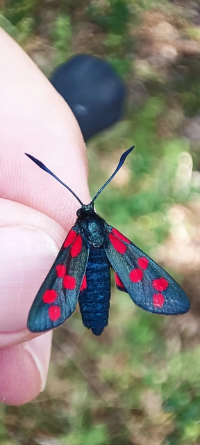 Zygaena filipendulae - acélszínű csüngőlepke