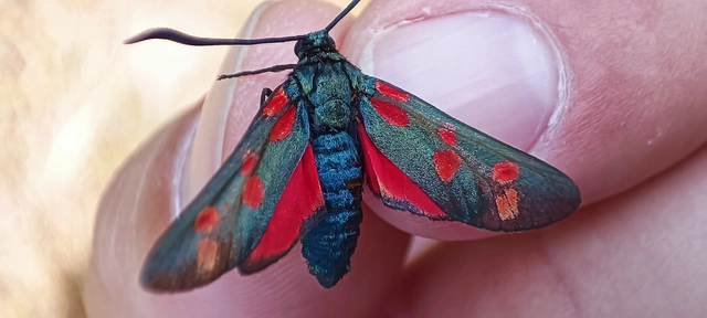 Zygaena filipendulae - acélszínű csüngőlepke
