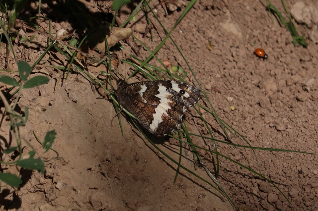 Brintesia circe - fehéröves szemeslepke