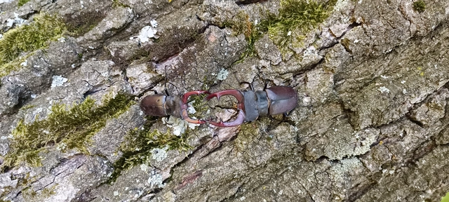 Lucanus cervus - nagy szarvasbogár