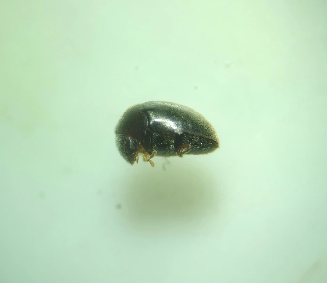Ptinidae - tolvajbogarak