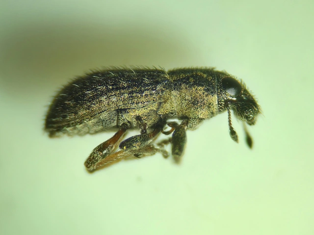 Sitona hispidulus - szőrös csipkézőbogár