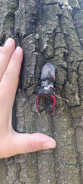 Lucanus cervus - nagy szarvasbogár
