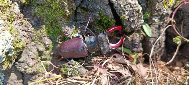 Lucanus cervus - nagy szarvasbogár