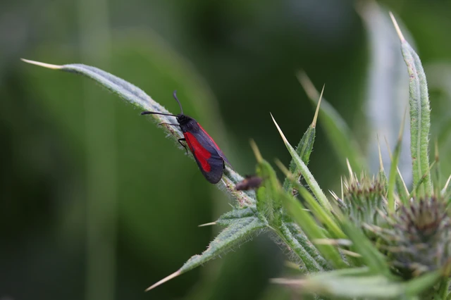 Zygaena brizae - magyar csüngőlepke