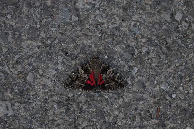 Catocala promissa - kis tölgyfa-övesbagoly