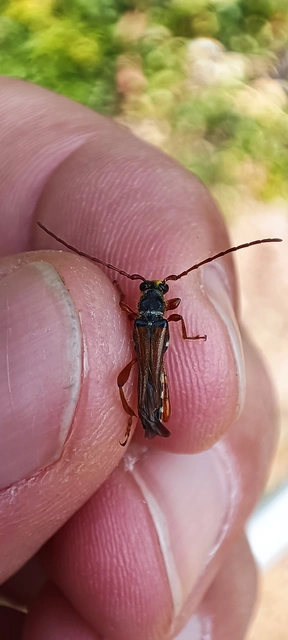 Stenopterus flavicornis - sárgacsápú keskenyfedőscincér