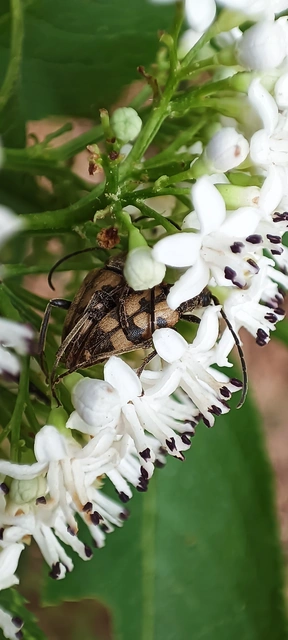 Pachytodes erraticus - rajzos virágcincér